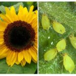 Aphid em girassol