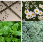 Plantas de controle de formigas