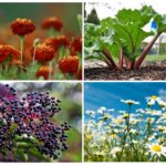 Plantas de afídeo