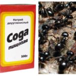 Formigas de combate de refrigerante