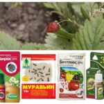 Produtos de formiga em morangos
