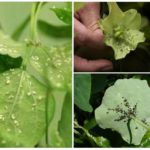 Pulgões em plantas de interior
