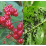 Aphid em viburnum