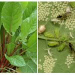 Aphid na azeda