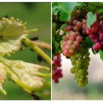Pulgões em uvas