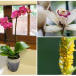 Aphid na orquídea