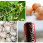 Maneiras de se livrar de pulgões