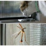 Mosquiteiro anti-gato