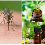 Óleos essenciais de mosquitos