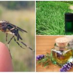 Essencial pequena citronela e lavanda