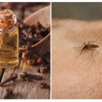 Óleo de cravo contra mosquitos