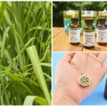 Óleo essencial de citronela contra mosquitos