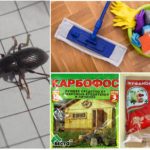 Destrucción de escarabajos en la casa.