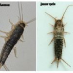 Silverfish biasa dan thermobia buatan sendiri