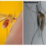 Mosquito e mosquito comum