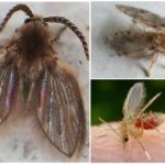 Borboleta