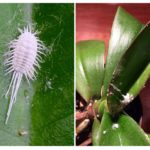 Mealybug em orquídeas