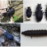 Besouro à terra do habitat