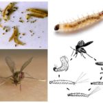 Mosquitos de reprodução