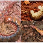 Reprodução de Scolopendra