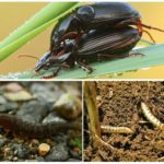 Cría de insectos
