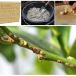 Receitas populares de shitovki