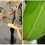 Shchitka em orquídeas