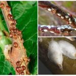 Califórnia e salgueiro shchitoviki em groselhas