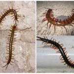 Scolopendra no Território de Krasnodar