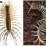 Ciempiés y Scolopendra