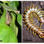 Lipan dan Scolopendra