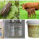 Protegendo os animais das picadas de insetos sugadores de sangue