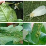 Whiteflies e pulgões em plantas de casa