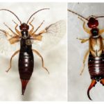 La apariencia del insecto.