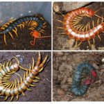 Espécies de Scolopendra