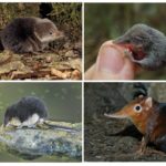 Tipos de musaranhos