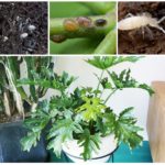 Rootworms, foice e tolo branco