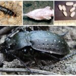 Reproducción de escarabajo de tierra grande negro