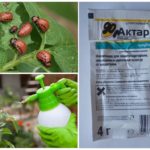 Meios Aktar do besouro de batata de Colorado