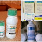 Produtos químicos tóxicos do besouro de batata de Colorado