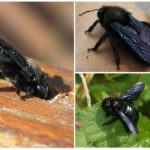 Tukang kayu bumblebee