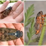 Cigarra