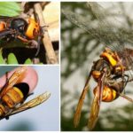 Assassino de hornet gigante asiático