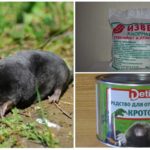 Produtos Químicos de Mole