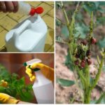 Produtos químicos contra o besouro de batata de Colorado