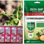 Produtos químicos para a destruição do besouro da batata do Colorado