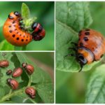 Larva de besouro de batata de Colorado