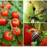 Kumbang kentang Colorado pada tomato