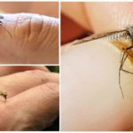 Mosquitos