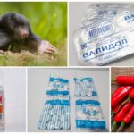 Receitas populares para combater a toupeira